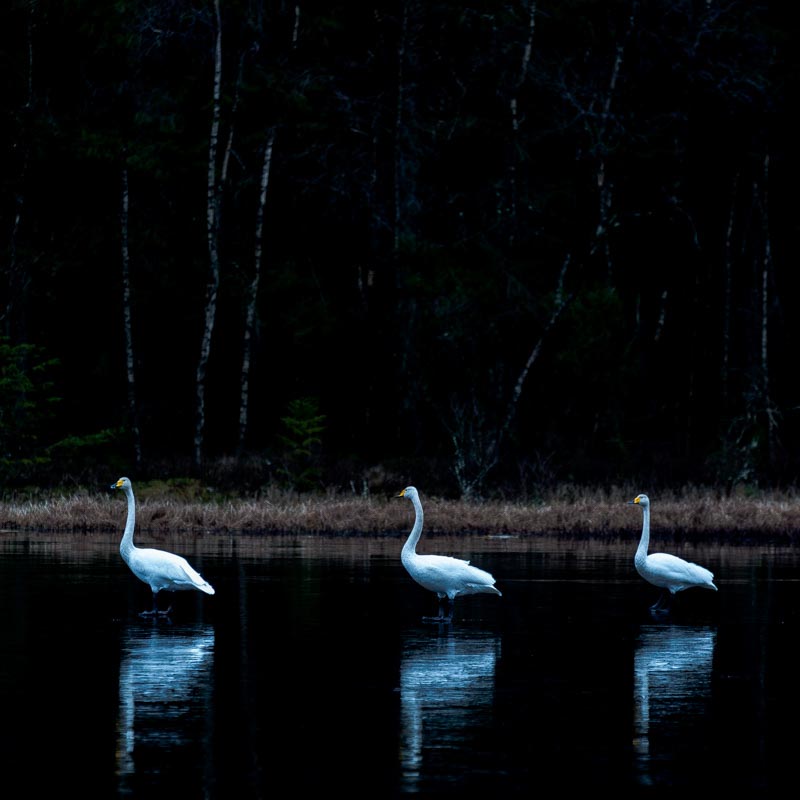 Klar for take off | Veggbilder | Fotokunst til salgs | Kunstfoto | Kunst | Foto | Bilde