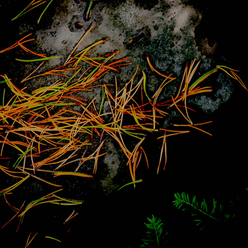 G&aring; p&aring; n&aring;ler | Veggbilder | Fotokunst til salgs | Kunstfoto | Kunst | Foto | Bilde